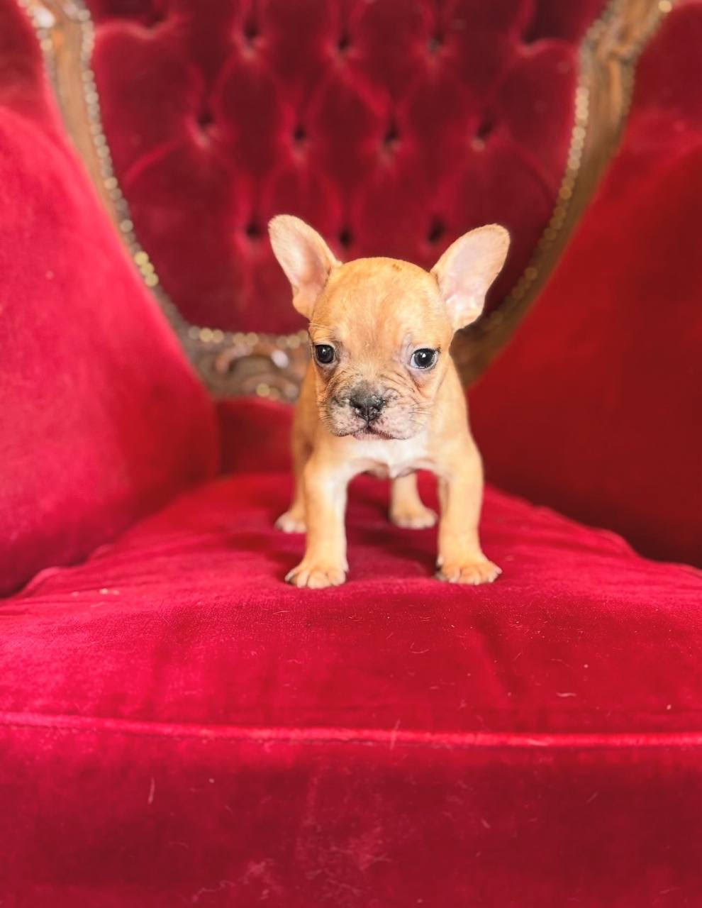 Dolly female French Bulldog